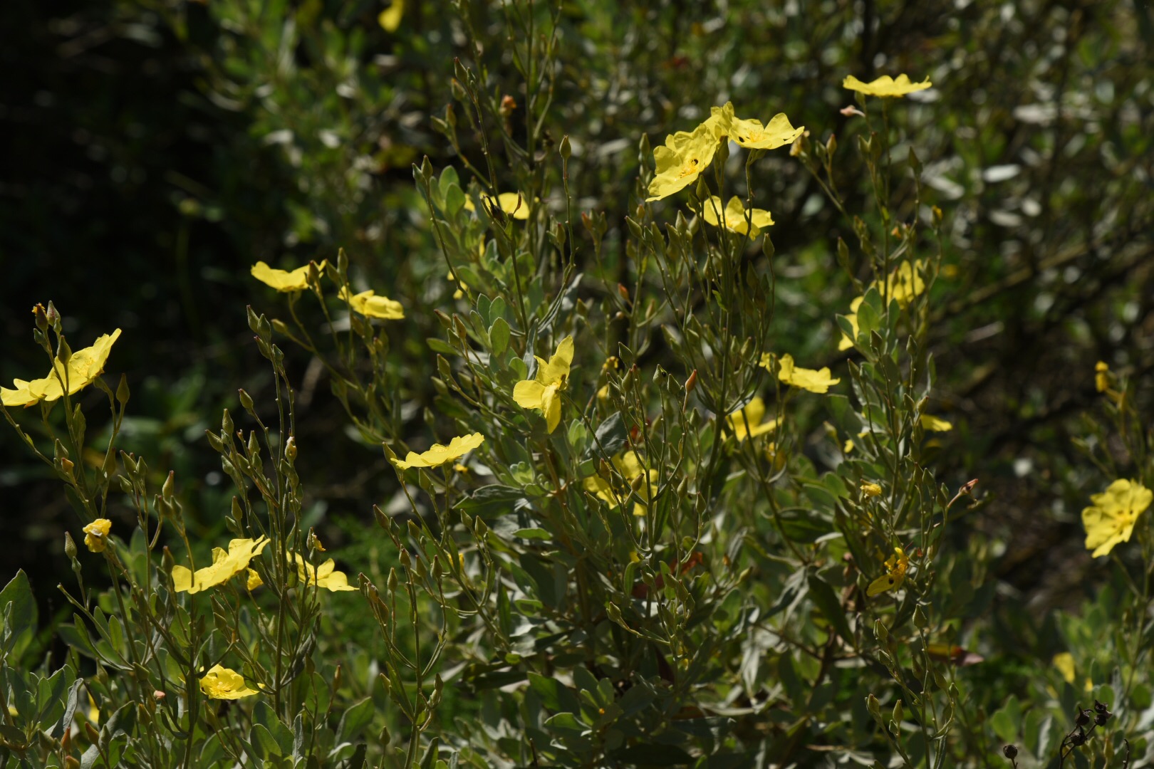 Il cisto giallo